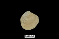 藏品(唱片簾蛤)的圖片